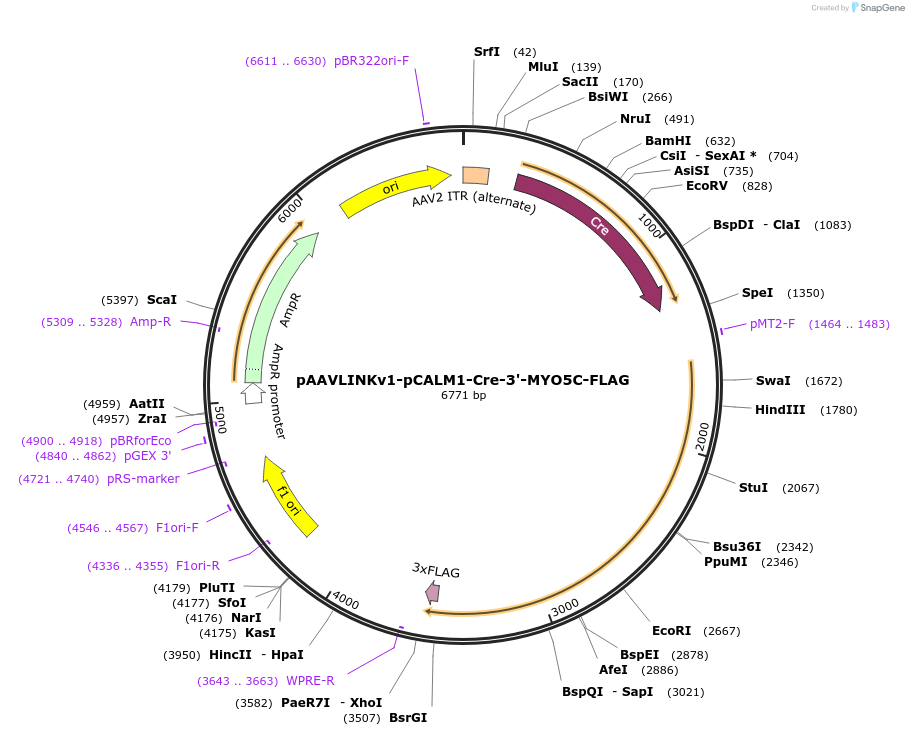 244349-plasmid-map-sequence-id-491938