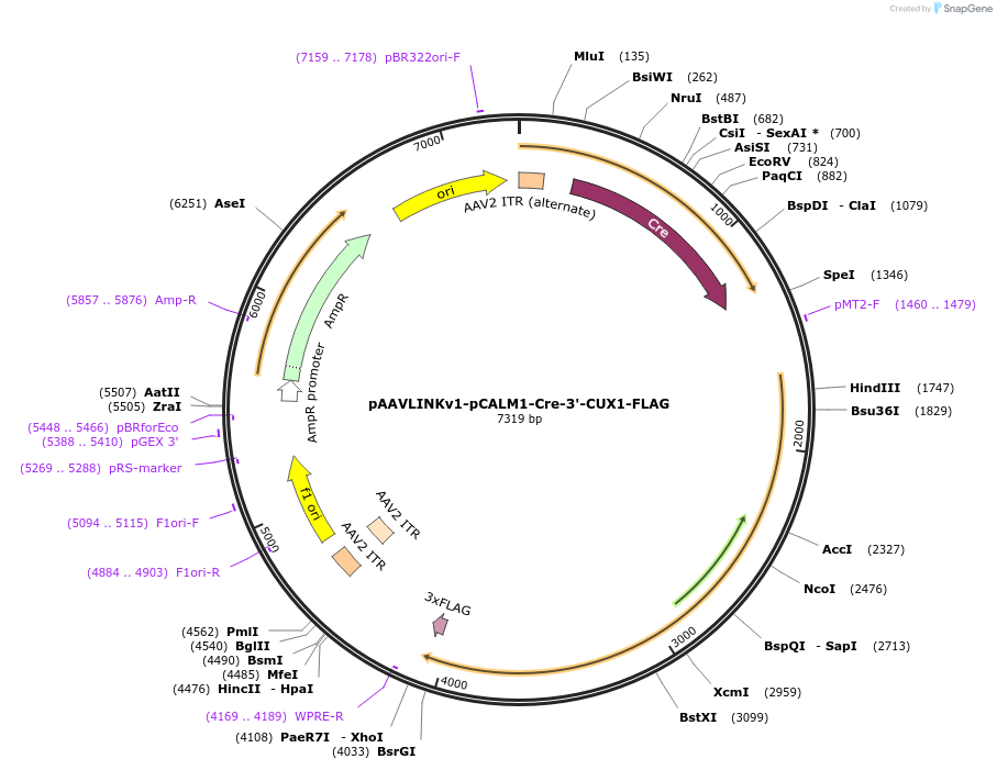 244325-plasmid-map-sequence-id-491962