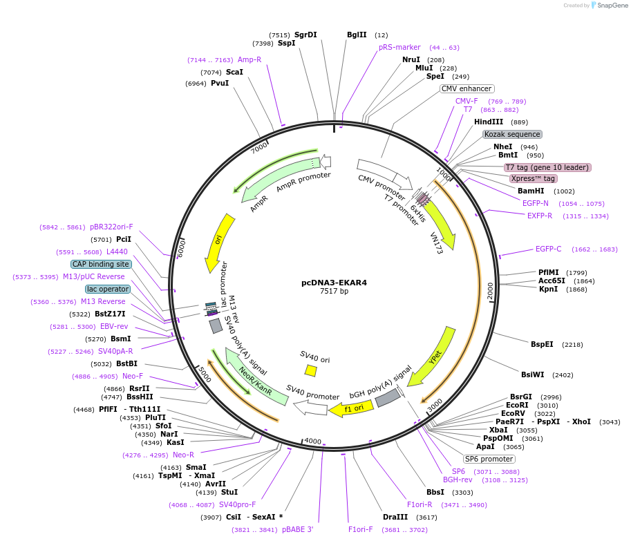 174437-plasmid-map-sequence-id-492002