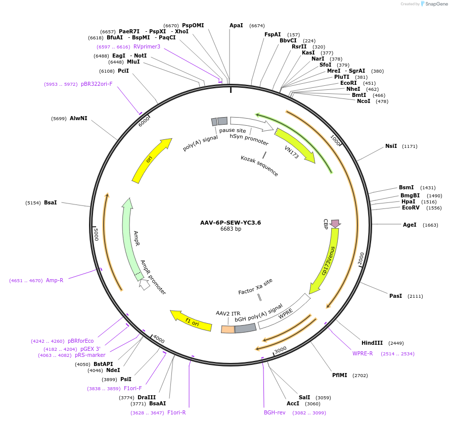 31379-plasmid-map-sequence-id-492026