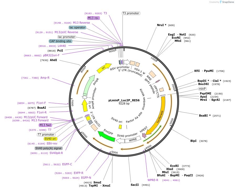247034-plasmid-map-sequence-id-492032