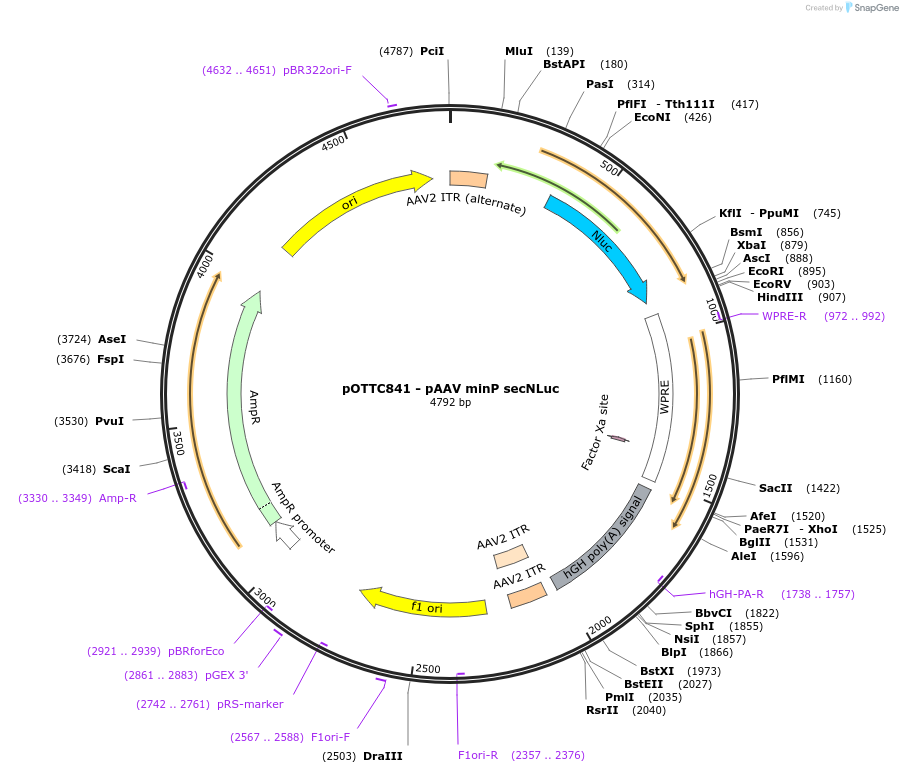 82498-plasmid-map-sequence-id-492036
