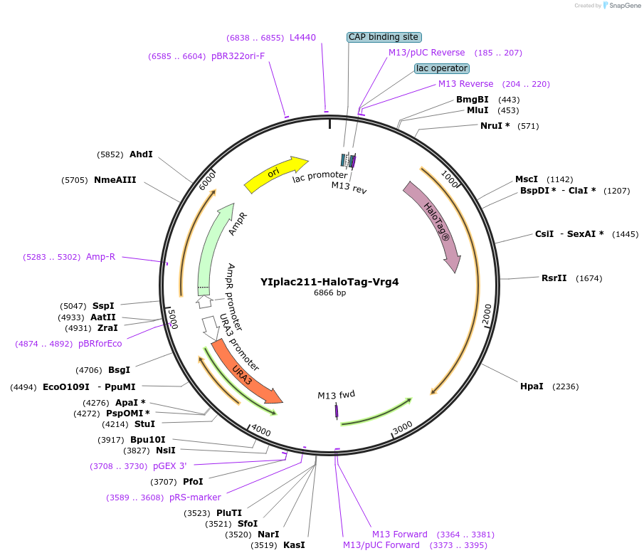 247738-plasmid-map-sequence-id-492037