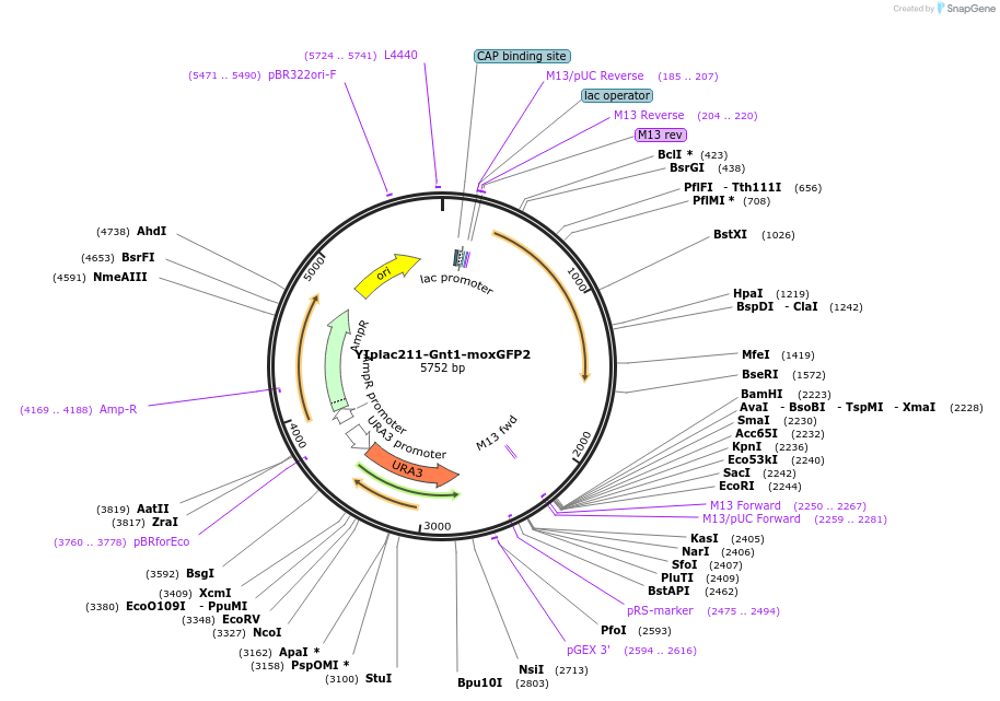 247737-plasmid-map-sequence-id-492045