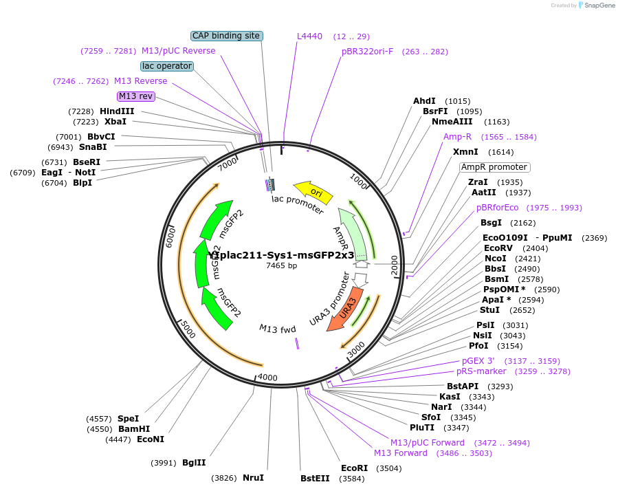 247752-plasmid-map-sequence-id-492051