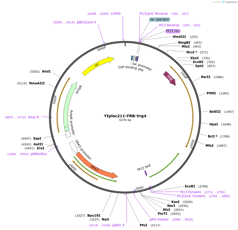247734-plasmid-map-sequence-id-492057