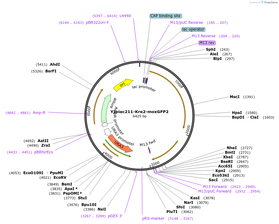 247741-plasmid-map-sequence-id-492071