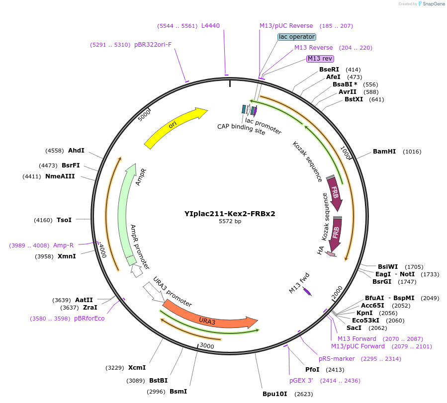247740-plasmid-map-sequence-id-492075