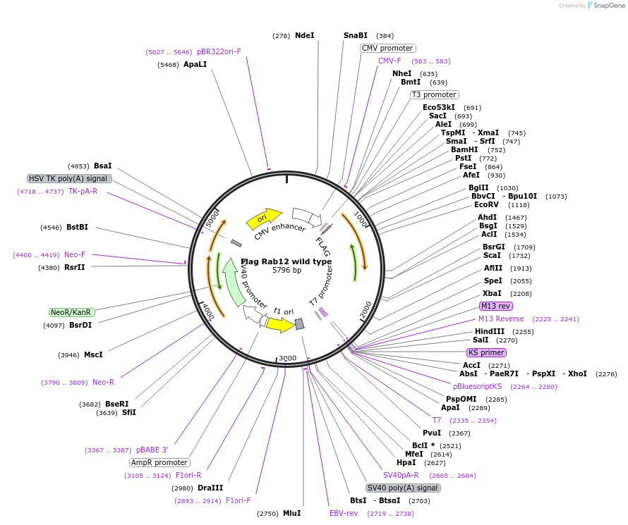 86787-plasmid-map-sequence-id-492078