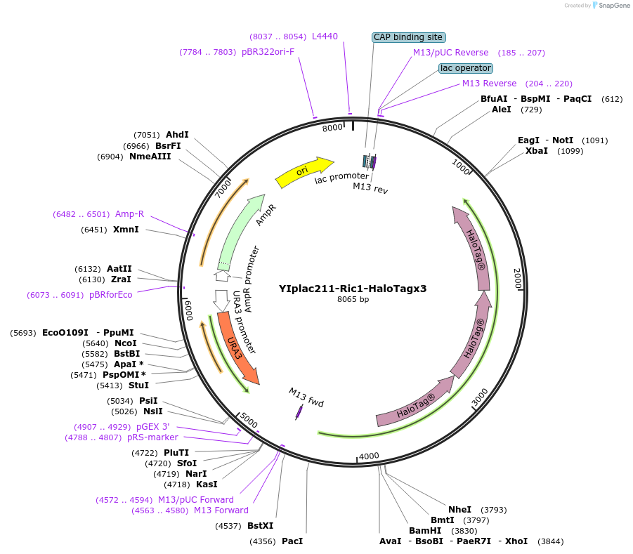 247745-plasmid-map-sequence-id-492081