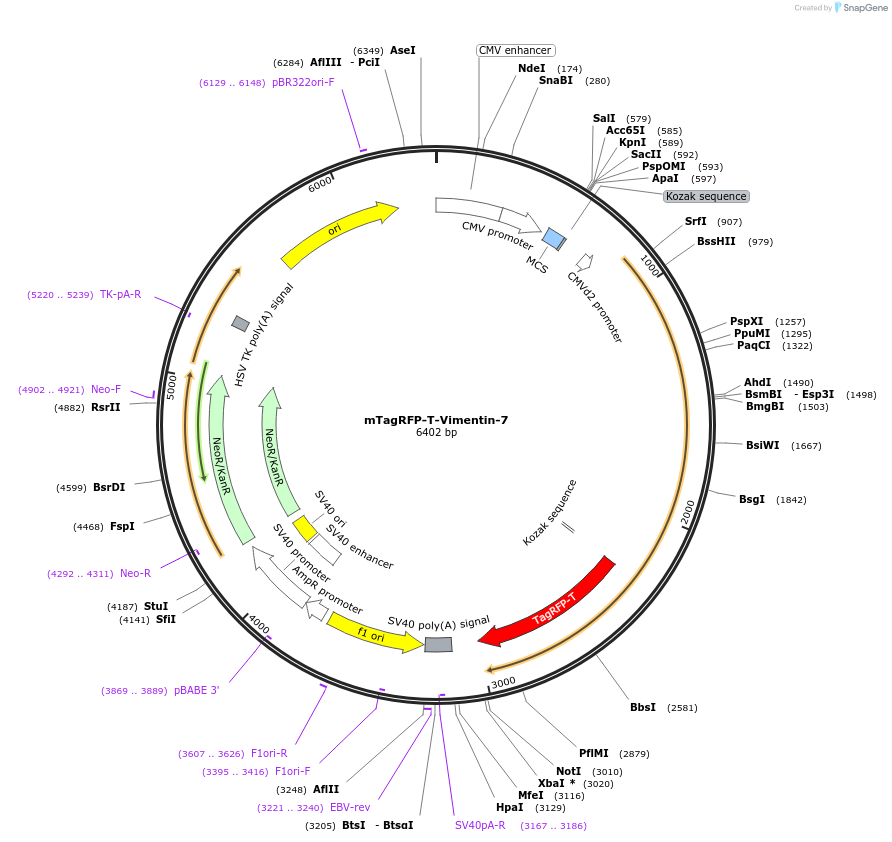 58029-plasmid-map-sequence-id-492084
