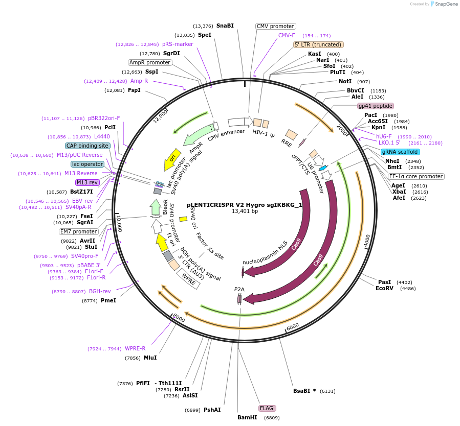 241449-plasmid-map-sequence-id-492089