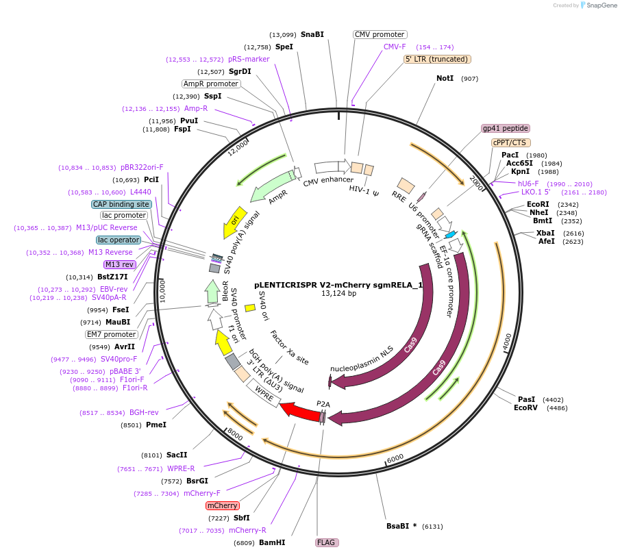 241447-plasmid-map-sequence-id-492093