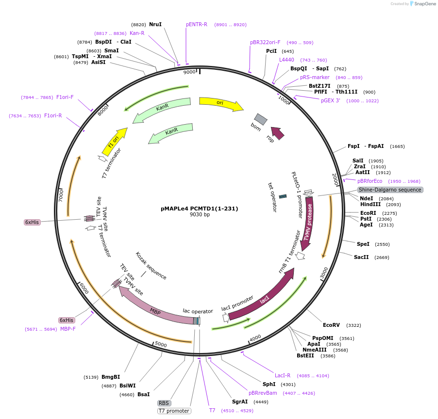 246498-plasmid-map-sequence-id-492095