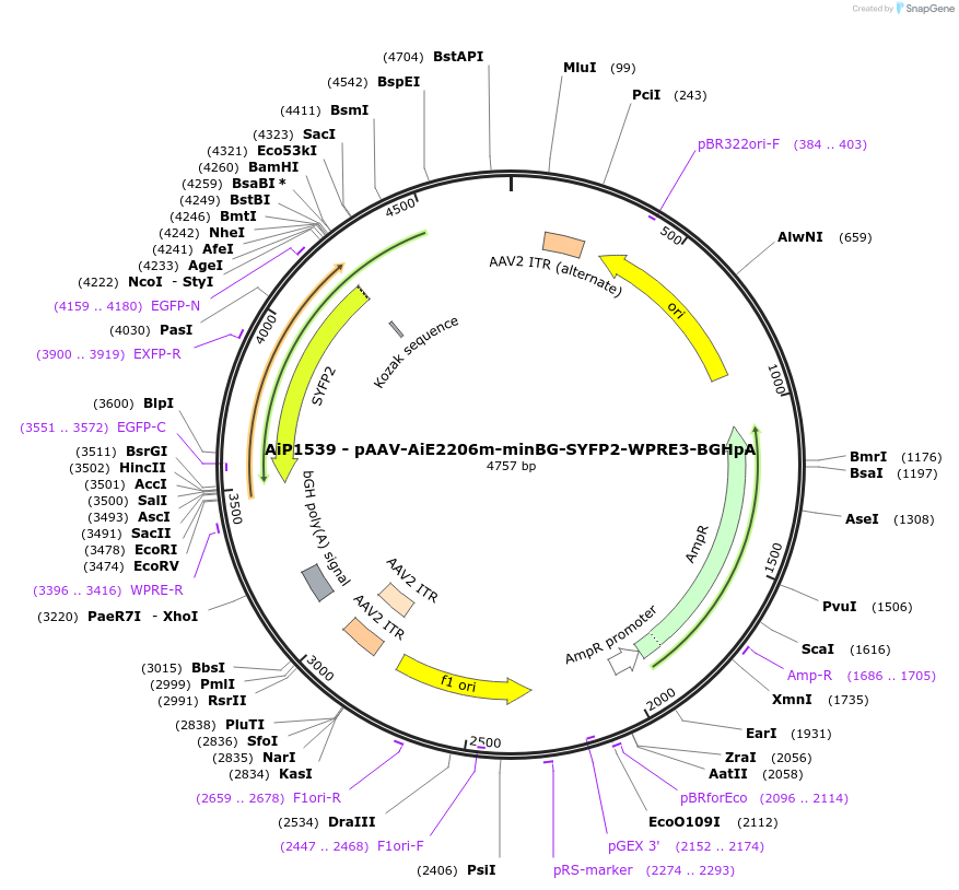 243053-plasmid-map-sequence-id-492118