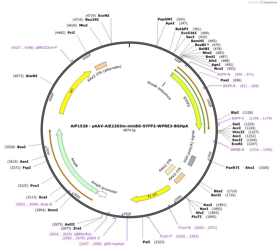 243052-plasmid-map-sequence-id-492119