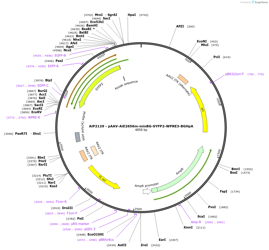 243074-plasmid-map-sequence-id-492120