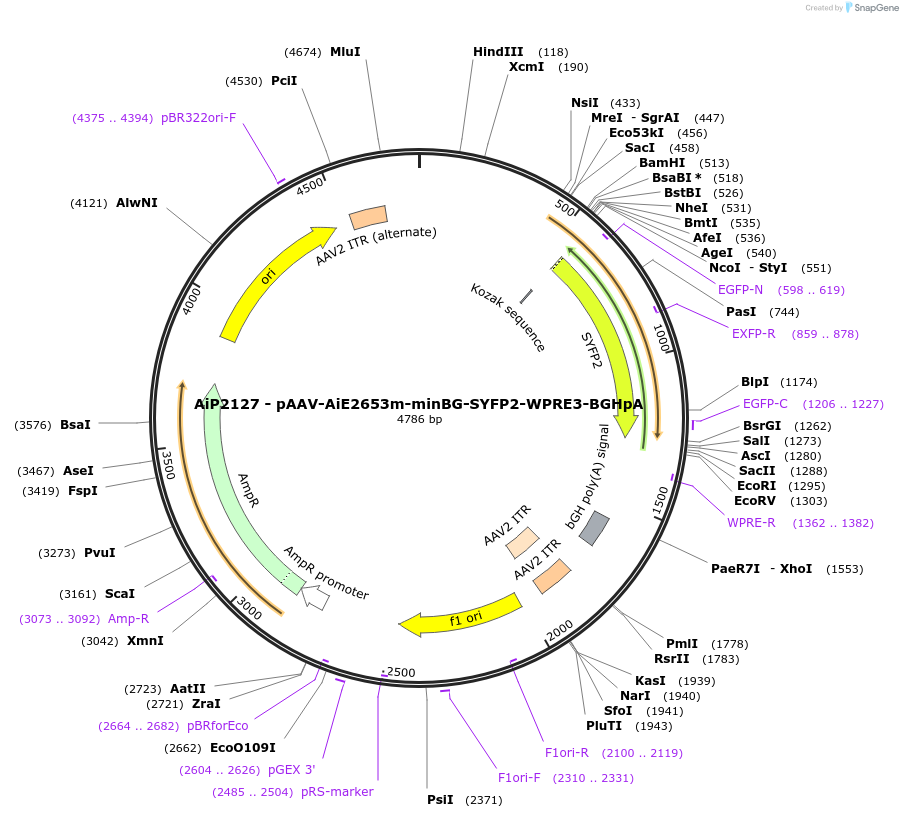 243073-plasmid-map-sequence-id-492121