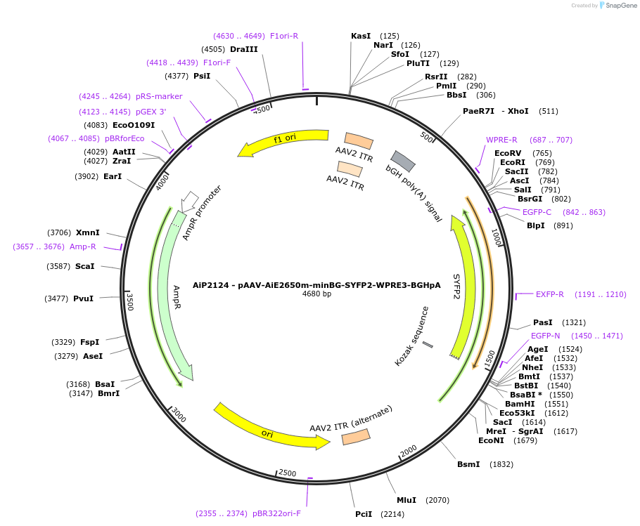 243072-plasmid-map-sequence-id-492122