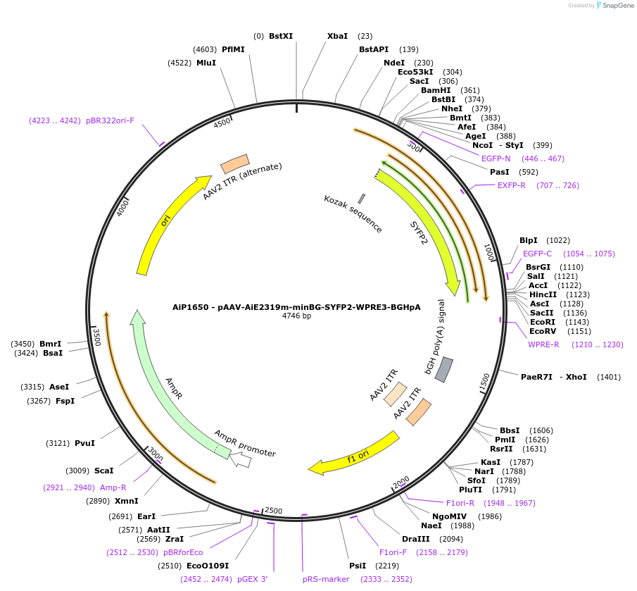 243065-plasmid-map-sequence-id-492123