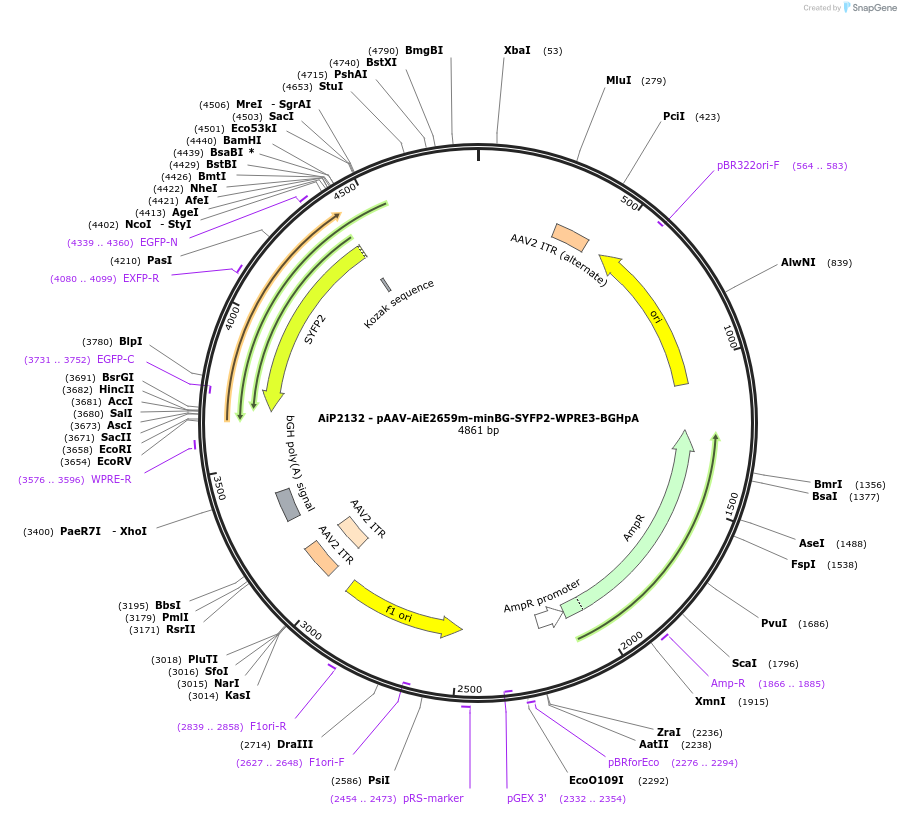 243077-plasmid-map-sequence-id-492124