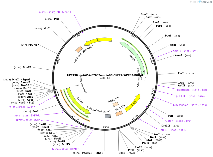 243075-plasmid-map-sequence-id-492125