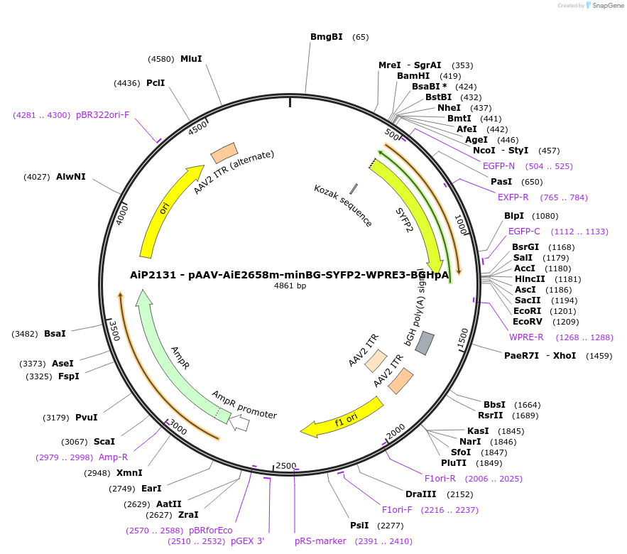 243076-plasmid-map-sequence-id-492126