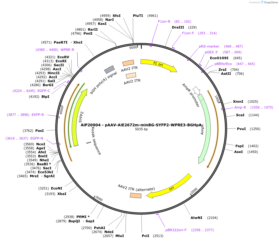 243079-plasmid-map-sequence-id-492127