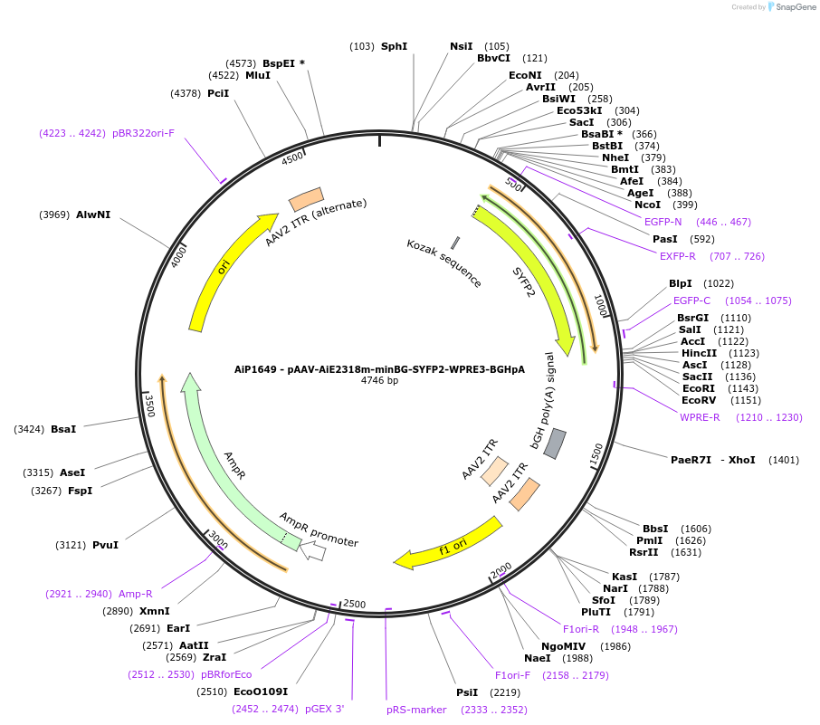 243064-plasmid-map-sequence-id-492128