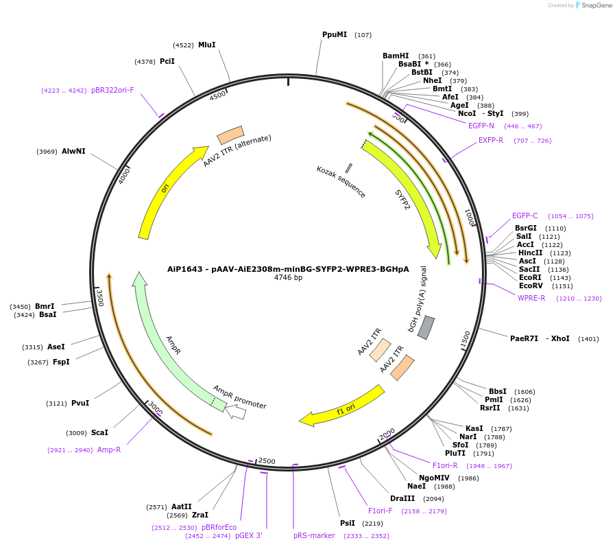 243060-plasmid-map-sequence-id-492129
