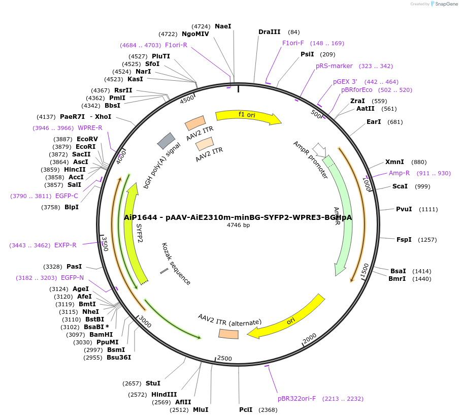 243061-plasmid-map-sequence-id-492130