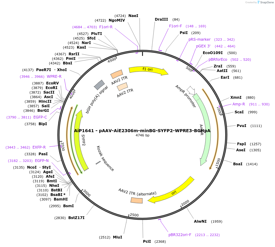 243059-plasmid-map-sequence-id-492131