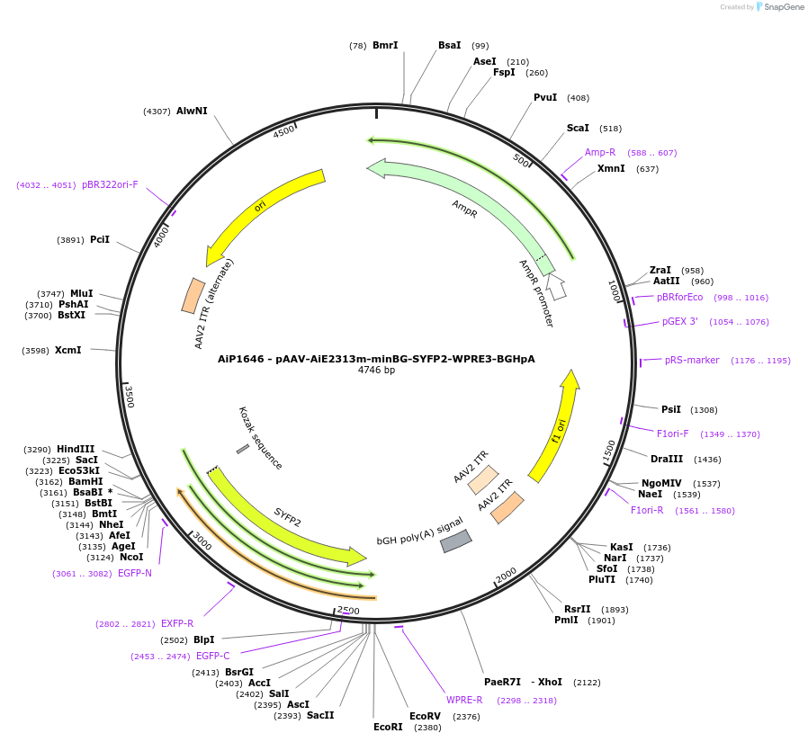 243062-plasmid-map-sequence-id-492132