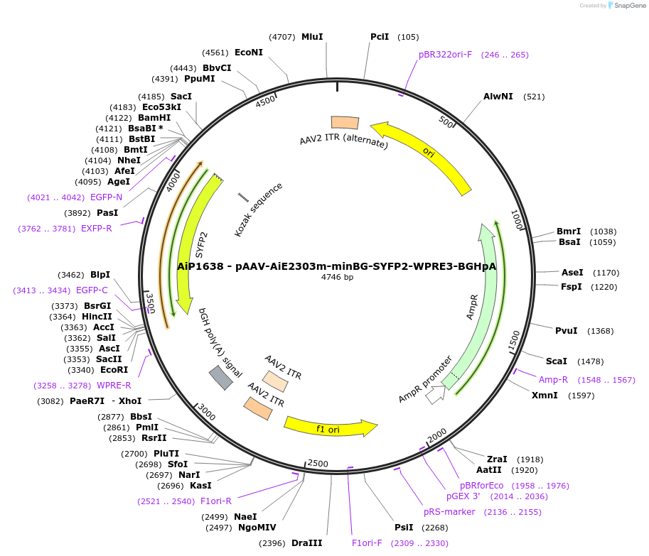 243058-plasmid-map-sequence-id-492133