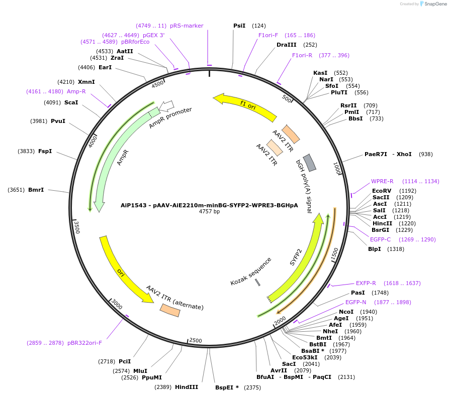 243057-plasmid-map-sequence-id-492134