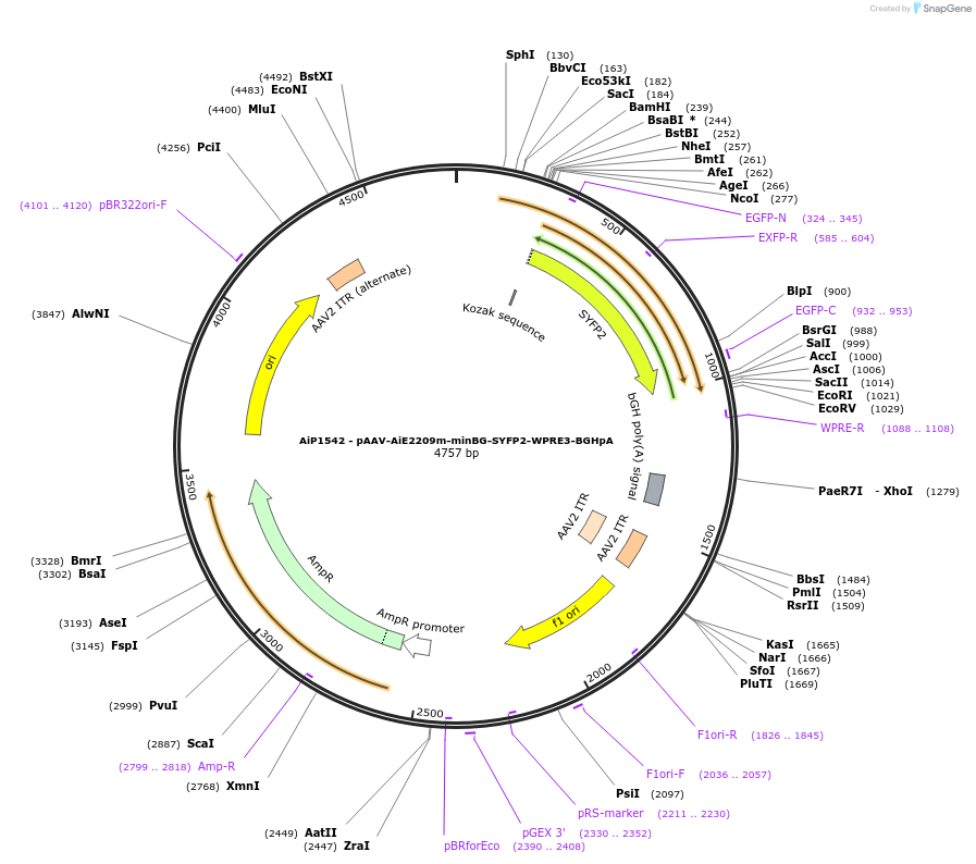 243056-plasmid-map-sequence-id-492135