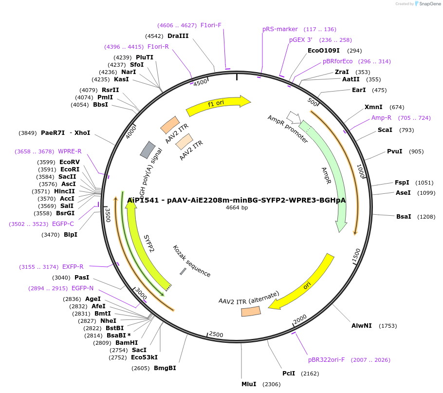243055-plasmid-map-sequence-id-492136