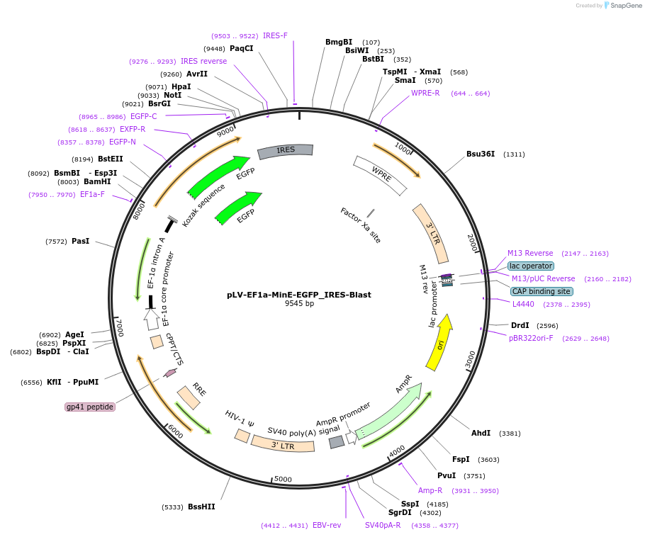 213113-plasmid-map-sequence-id-492213