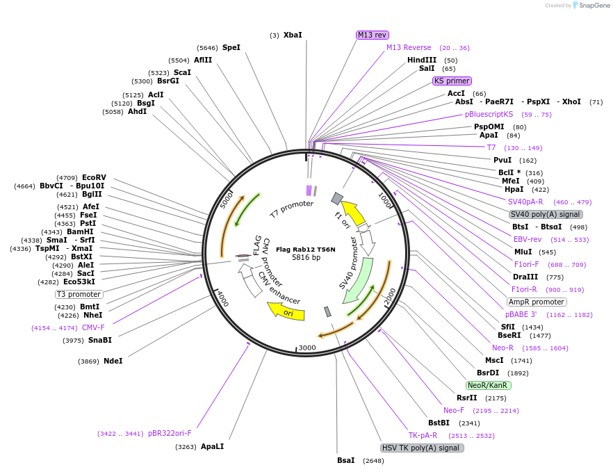 86789-plasmid-map-sequence-id-492228