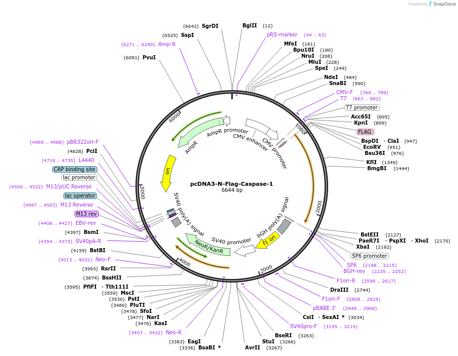 75128-plasmid-map-sequence-id-492236