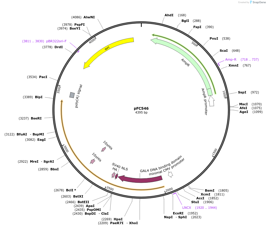 246443-plasmid-map-sequence-id-492297