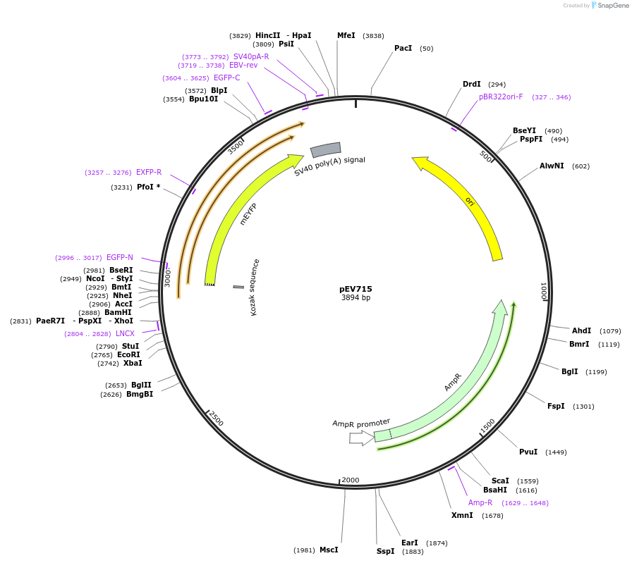 246446-plasmid-map-sequence-id-492298