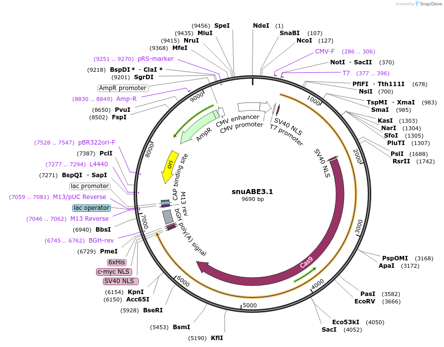 246011-plasmid-map-sequence-id-492301