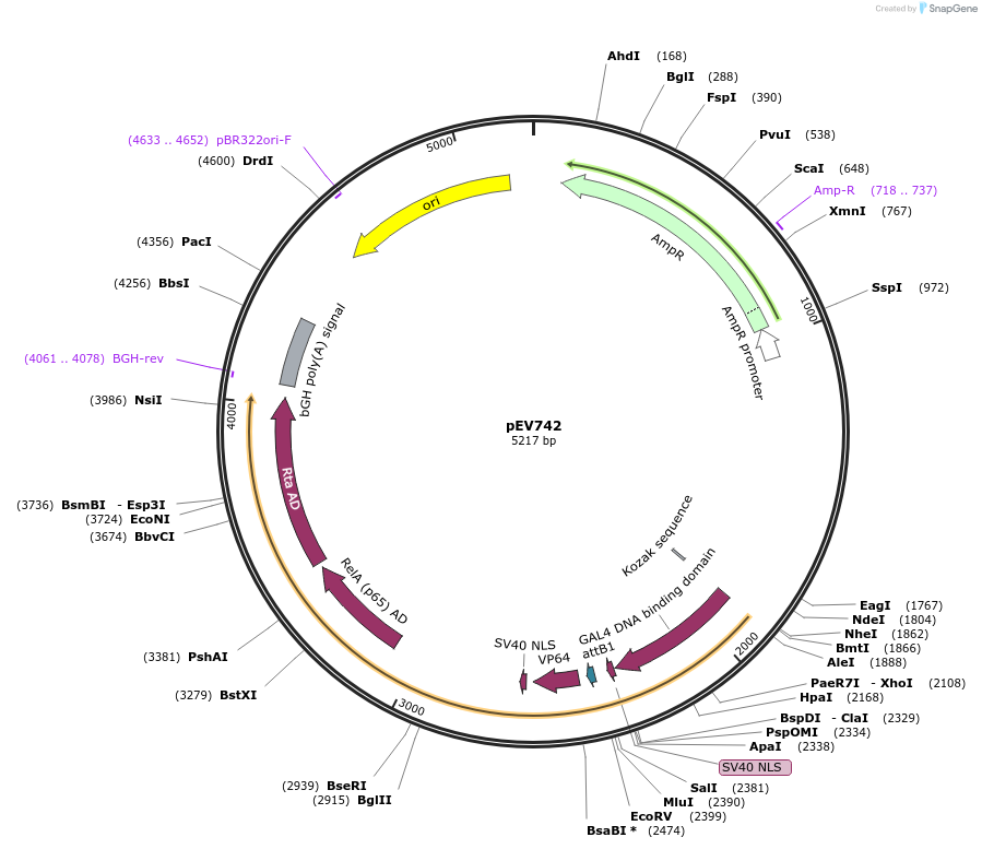 246447-plasmid-map-sequence-id-492305