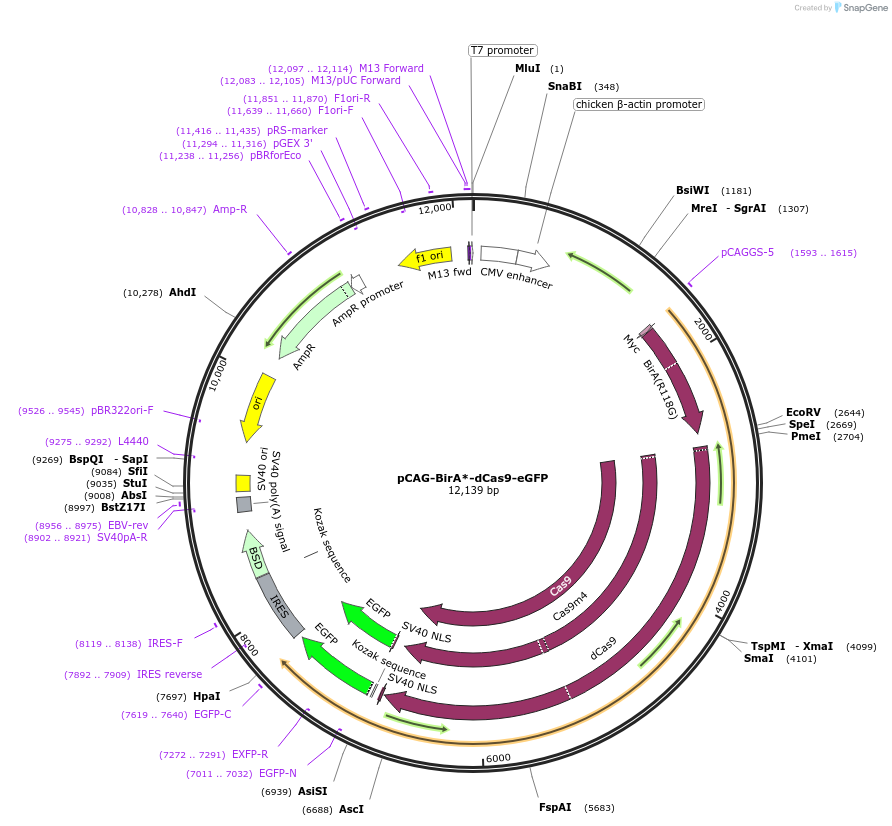 84779-plasmid-map-sequence-id-492311