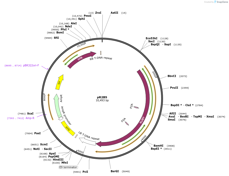 245486-plasmid-map-sequence-id-492313