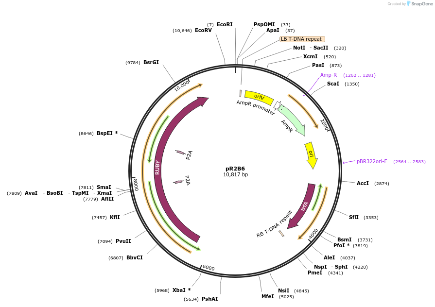 245487-plasmid-map-sequence-id-492314