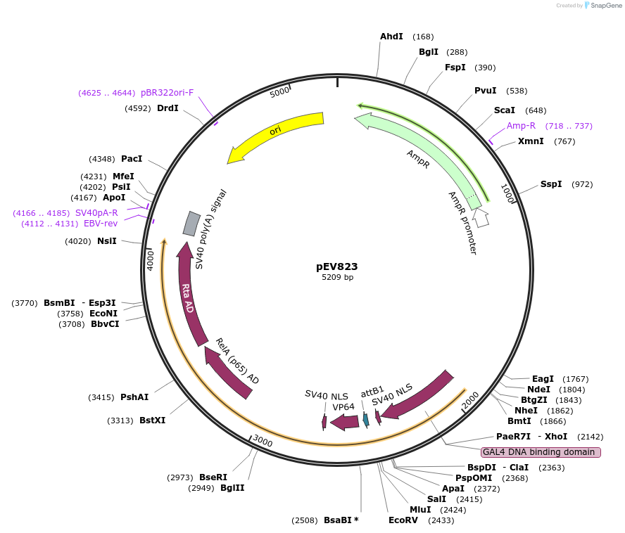 246452-plasmid-map-sequence-id-492321