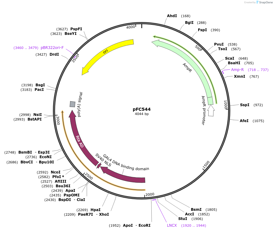 246441-plasmid-map-sequence-id-492322