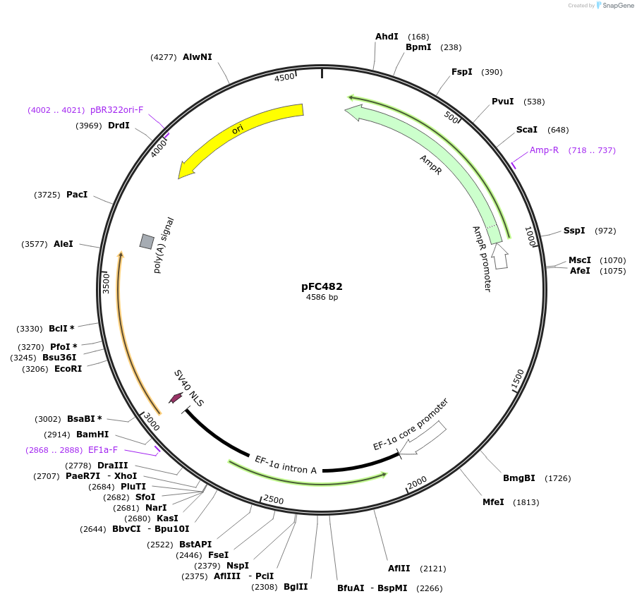 246439-plasmid-map-sequence-id-492325